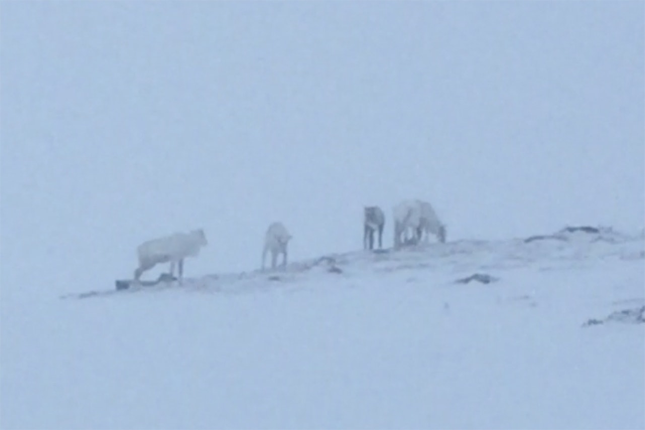 I SKISENTERET: Her er reinsdyrflokken i skisenteret i Oppdal. Foto: Tore Meirik Reinsdyr i Oppdal skisenter
