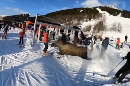 ELG: Her forsøker elgen å komme seg vekk fra folkene ved skiheisen. Foto: Skjermdump Elg i Åre