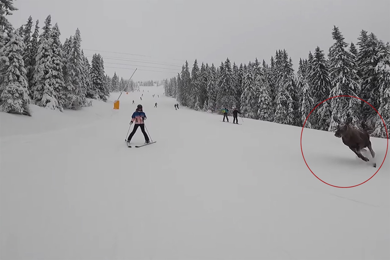 ELG: Her dukker elgen opp midt i skibakken i Hafjell. Foto: Skjermdump Elg hafjell