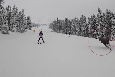 ELG: Her dukker elgen opp midt i skibakken i Hafjell. Foto: Skjermdump Elg hafjell