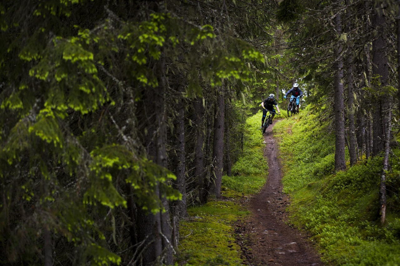 SMAL STI: Både nye og returnerende festivalsyklister fikk prøve Trysils utvalg av stier. Foto: Snorre Veggan. SMAL STI: Både nye og returnerende festivalsyklister fikk prøve Trysils utvalg av stier. Foto: Snorre Veggan.