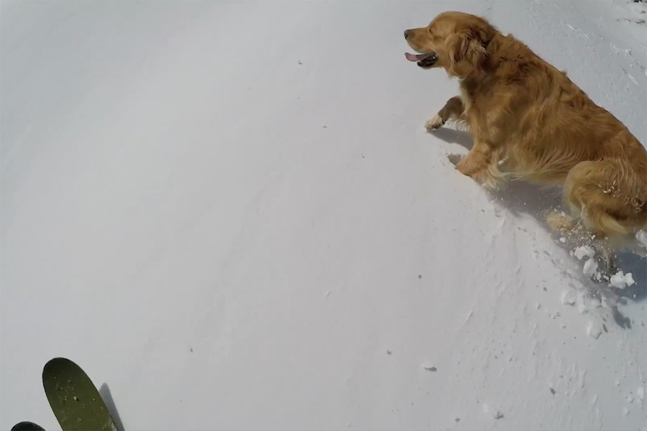 MED HUNDENE: Se Pollard og hundene. Foto: Skjermdump MED HUNDENE: Se Pollard og hundene. Foto: Skjermdump