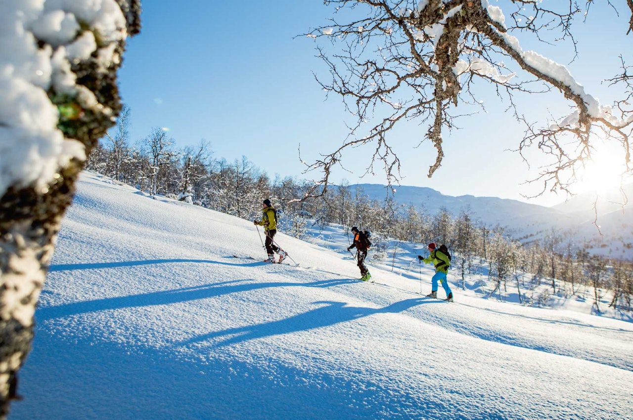Skiløparar i snilt skiterreng som er typisk fordette området. Foto: Håvard Myklebust. Skiløparar i snilt skiterreng som er typisk fordette området. Foto: Håvard Myklebust.