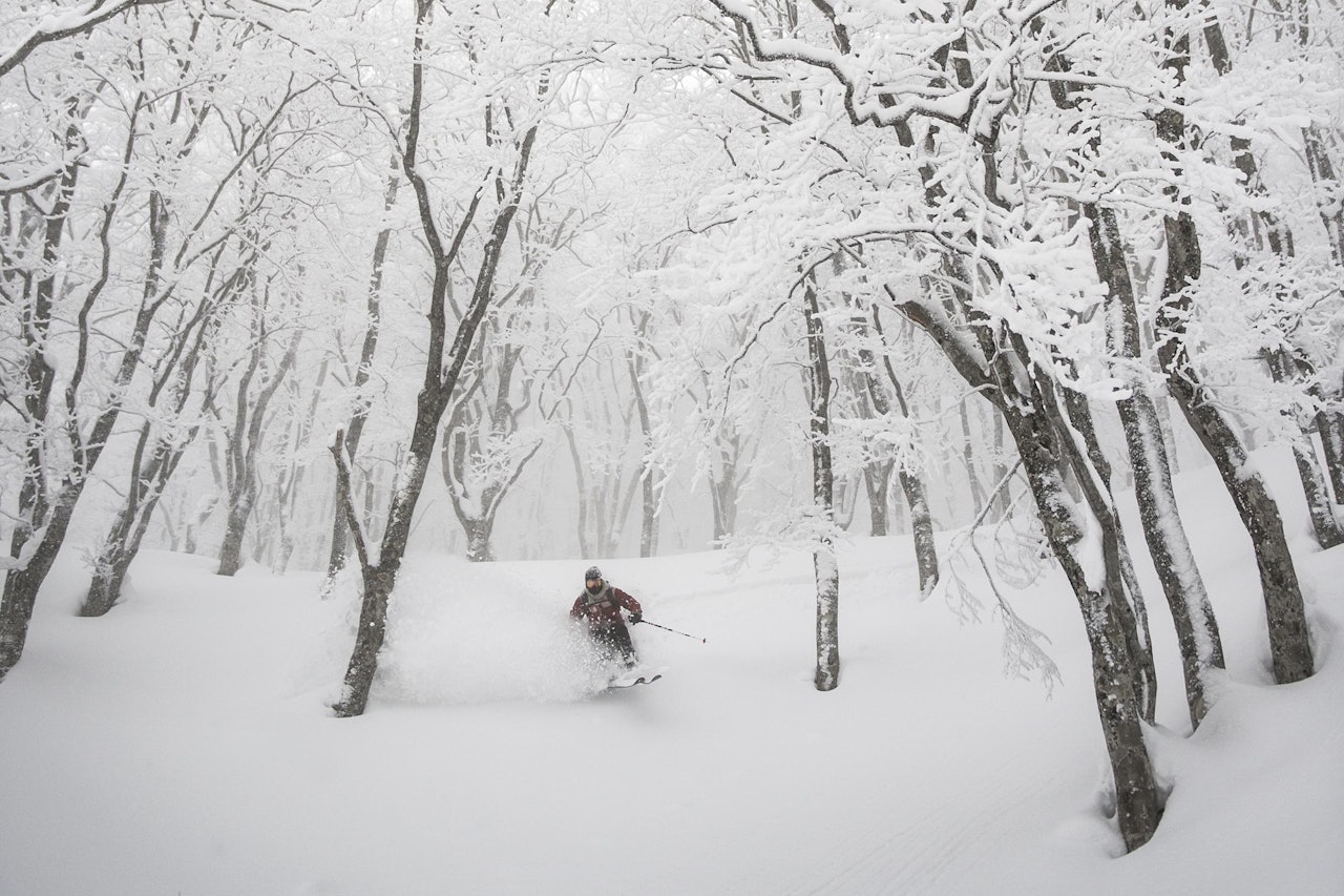 ÅPEN KALENDER: Det er den åpne skogen og snødybden som lokker folk til Japan. Foto: Daniel Rönnbäck ÅPEN KALENDER: Det er den åpne skogen og snødybden som lokker folk til Japan. Foto: Daniel Rönnbäck
