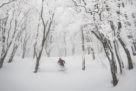 ÅPEN KALENDER: Det er den åpne skogen og snødybden som lokker folk til Japan. Foto: Daniel Rönnbäck