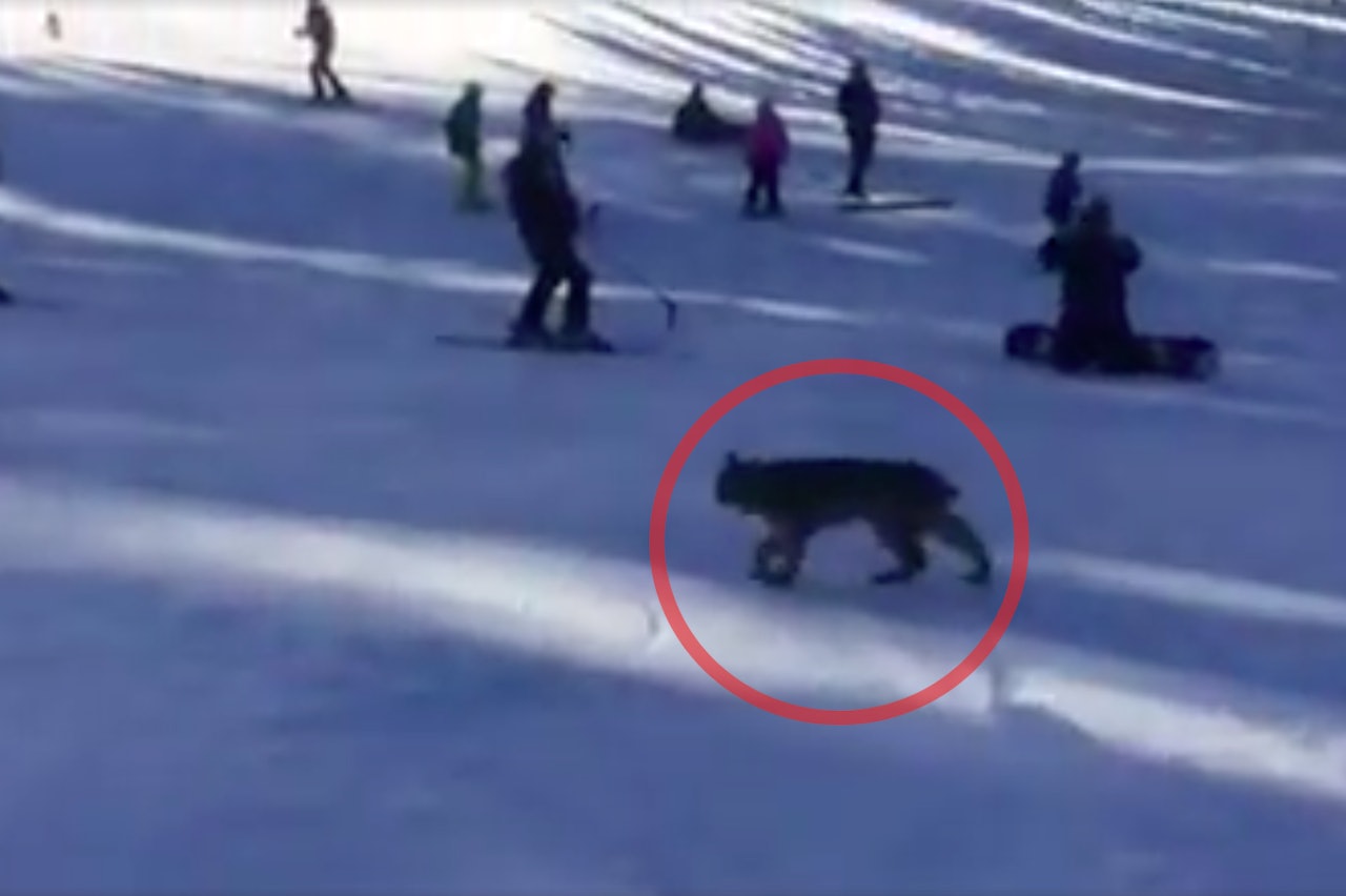 UVANLIG: Se gaupen krysse skianlegget. Foto: Skjermdump UVANLIG: Se gaupen krysse skianlegget. Foto: Skjermdump