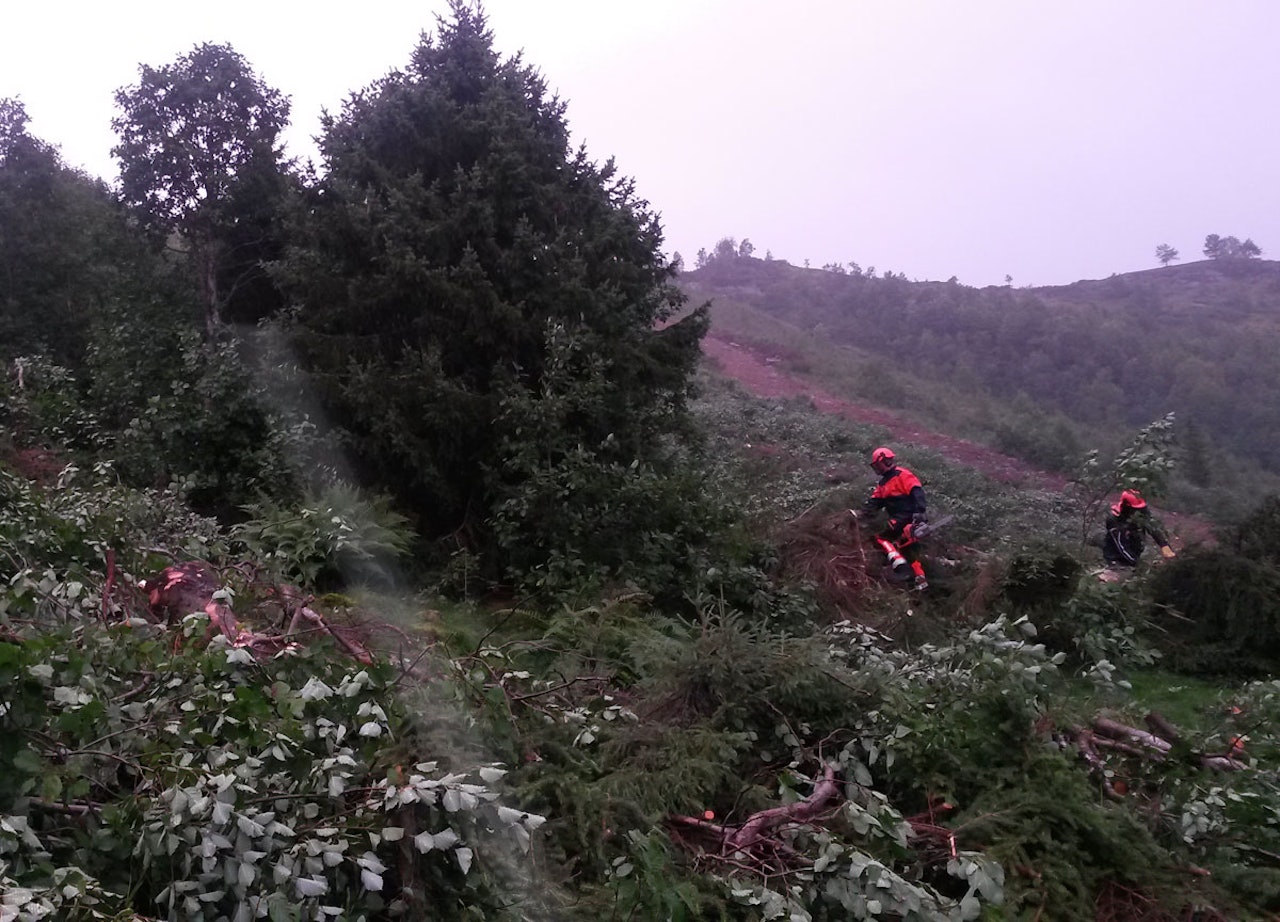 VIKTIG ARBEID: Det jobbes for harde livet i Sogn skisenter for å bedre skogskjøringa. Nå er det bare snøen som mangler. Foto: Øystein Veum VIKTIG ARBEID: Det jobbes for harde livet i Sogn skisenter for å bedre skogskjøringa. Nå er det bare snøen som mangler. Foto: Øystein Veum