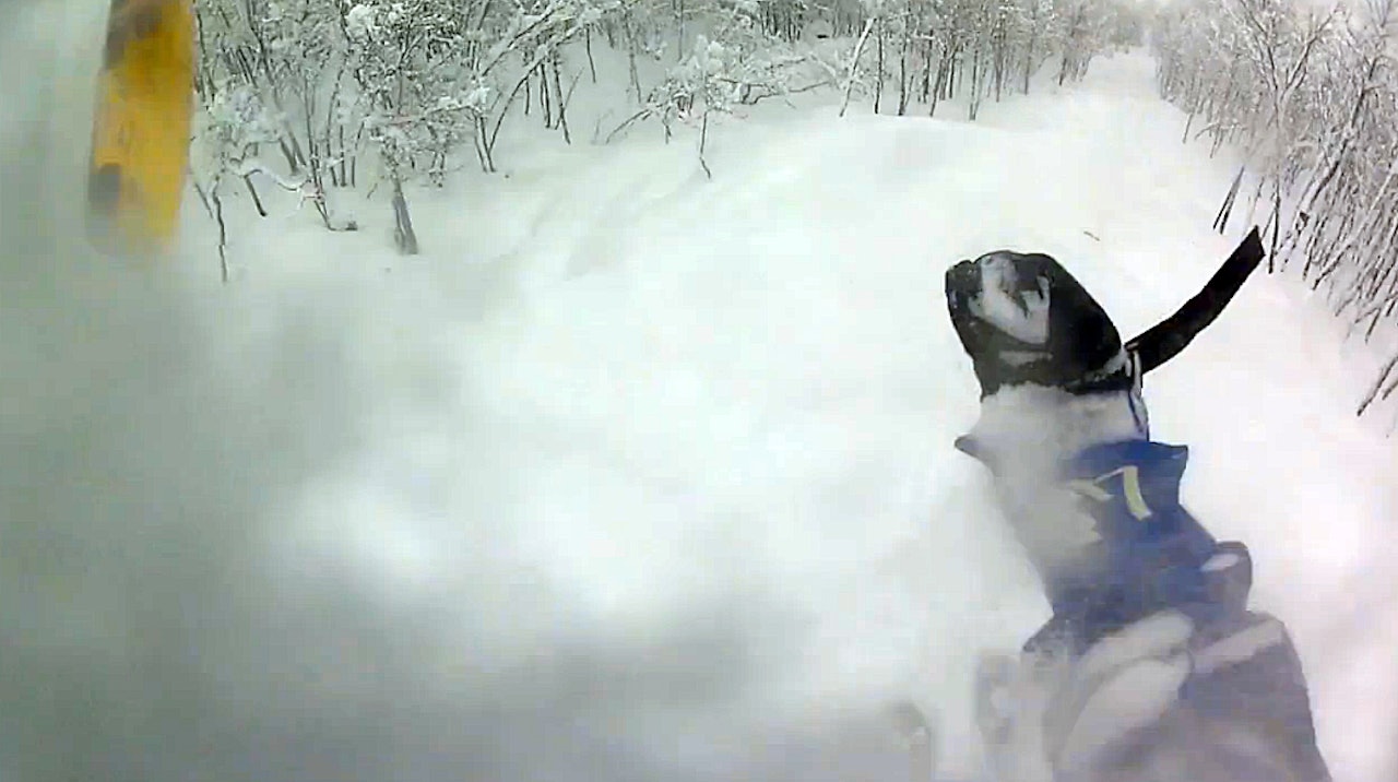 HALLINGPOW: Snorkel var egentlig påkrevd i Hallingskarvet skisenter i går! Hallingskarvet pudder pow ski freeride frikjøring fri flyt guide