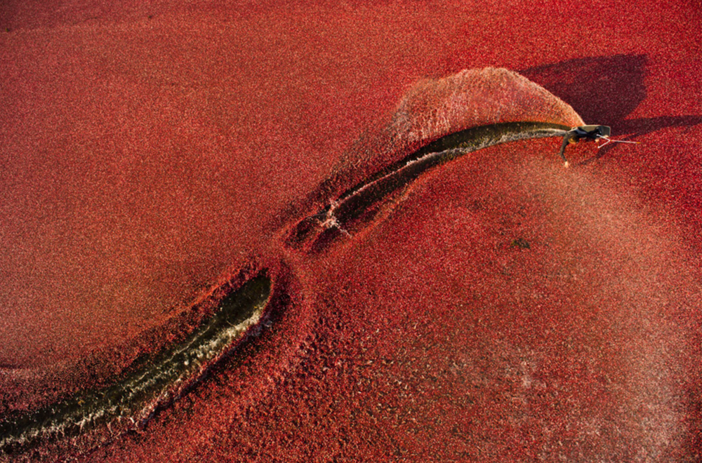 IKKE TRAN: ...men tranebær og en fyr på wakeboard.