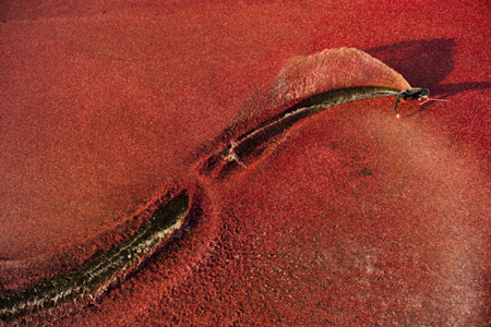 IKKE TRAN: ...men tranebær og en fyr på wakeboard. IKKE TRAN: ...men tranebær og en fyr på wakeboard.