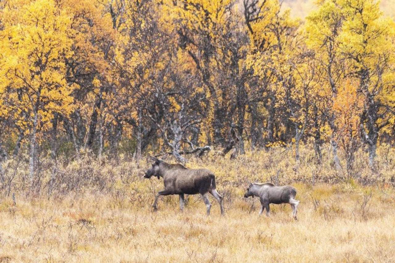 JUSTERINGER: Nå blir prisene på elg å endre seg, som et tiltak for å bedre elgstammen. Foto: Arkivbilde. Elgjakt, elgjakt for nybegynnere,