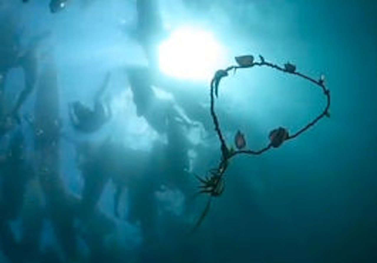 HEDRET: Søndag ble Andy Irons gravlagt i havet utenfor Kauai, og hedret av en enorm folkemasse. HEDRET: Søndag ble Andy Irons gravlagt i havet utenfor Kauai, og hedret av en enorm folkemasse.