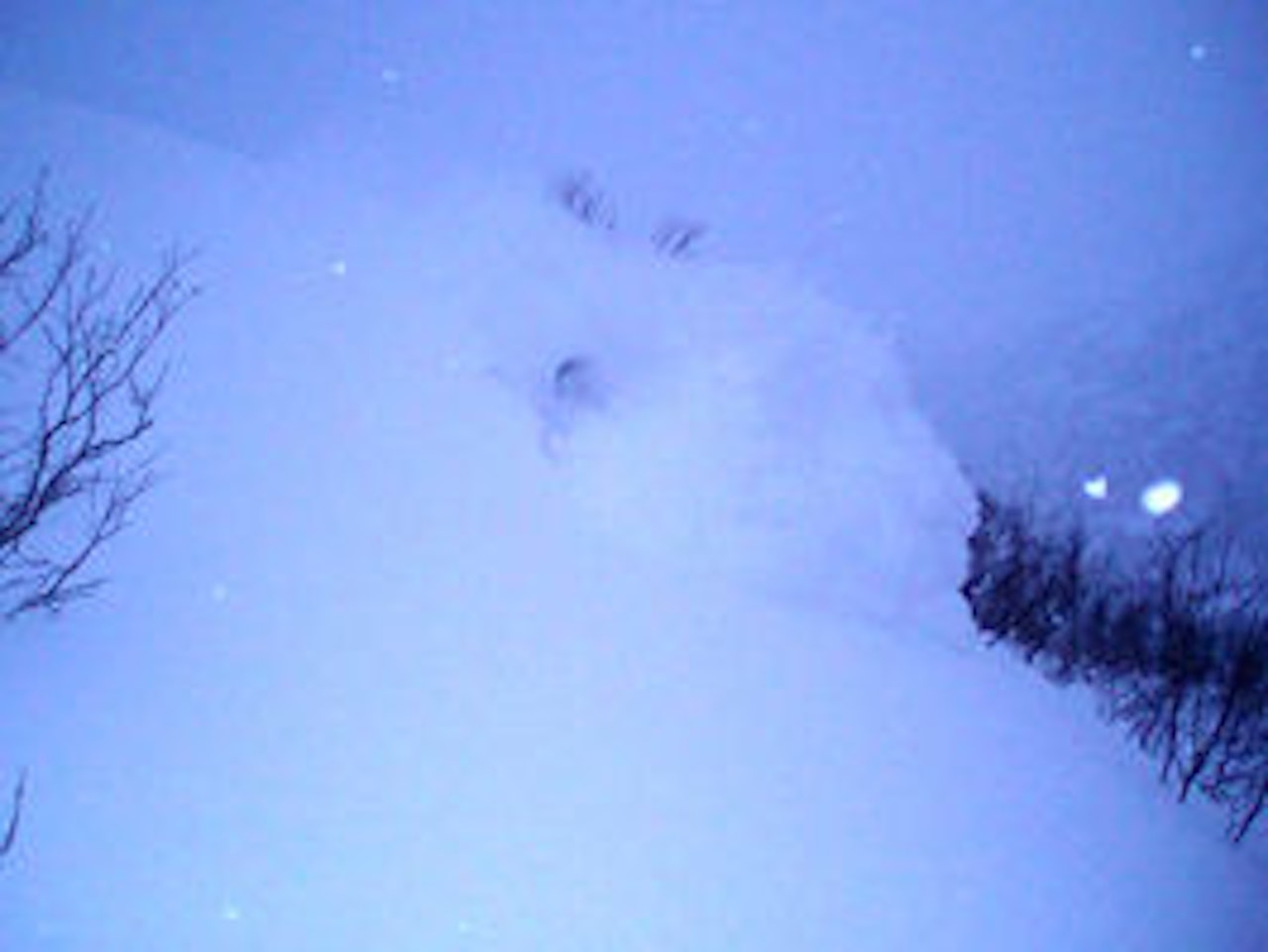 PUDDERHUND: Pedro Matos har nese for dyp snø. PUDDERHUND: Pedro Matos har nese for dyp snø.