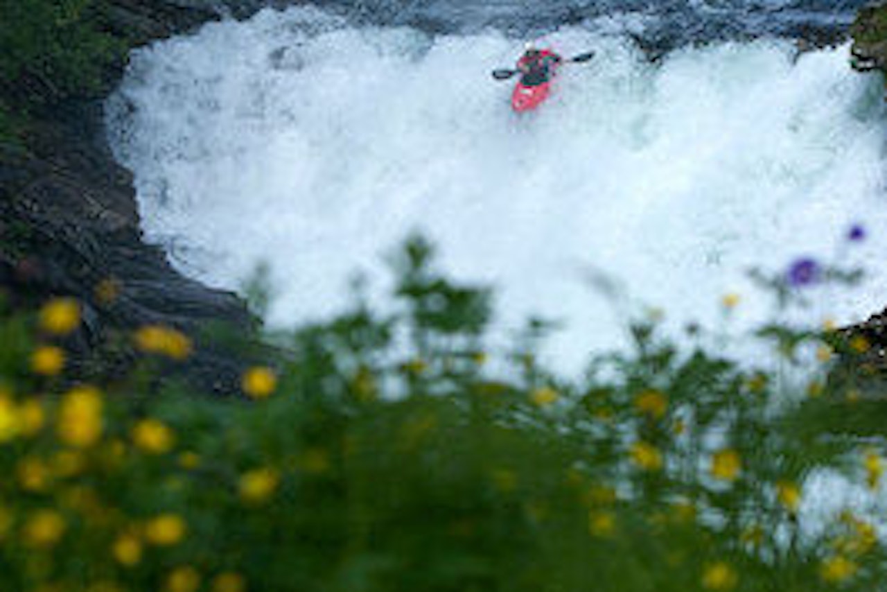 Det var folk i elva fra første dag på Veko. Foto: Nils-Erik Bjørholt Det var folk i elva fra første dag på Veko. Foto: Nils-Erik Bjørholt