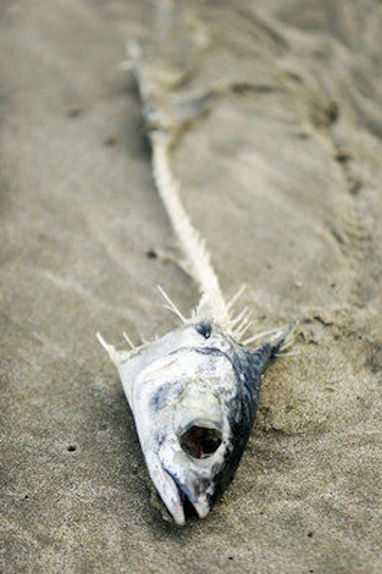 GISPETID: Artikkelforfatteren er redd han går en mager tid i møte: Foto: Christian Nerdrum GISPETID: Artikkelforfatteren er redd han går en mager tid i møte: Foto: Christian Nerdrum