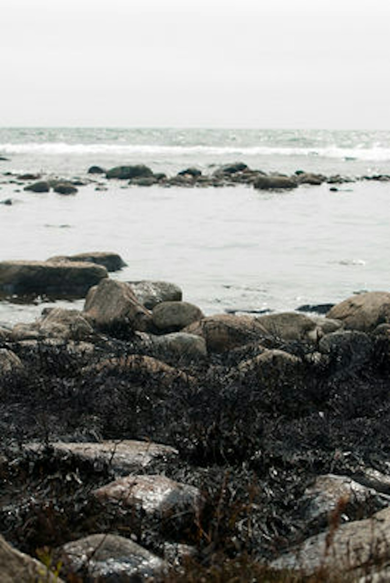 OLJESØL: Strandsonen ved Saltstein er tilgriset av olje. Foto: Peter Gløersen