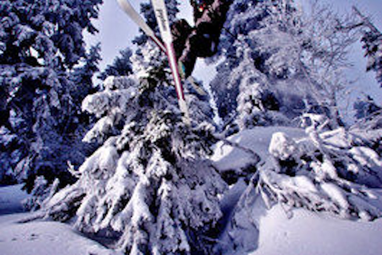 SKOGSKJØRING: Andreas Disch lufter skiene i Varingskollen