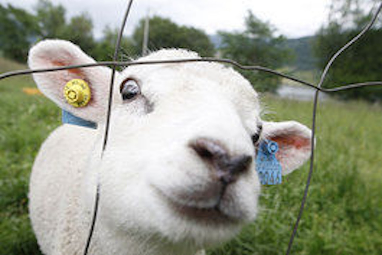 TILSKUER: Horgi Ned blir spektakulært. Foto: Nils Erik Bjørholt TILSKUER: Horgi Ned blir spektakulært. Foto: Nils Erik Bjørholt