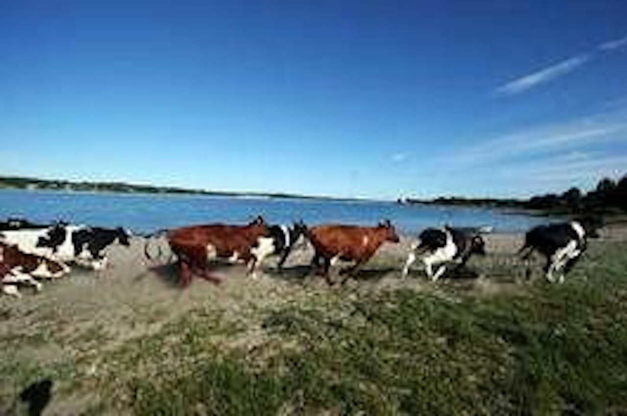 Kyra flytter til nye beiter og kiterne tar over. Foto: Chr. Nerdrum Kyra flytter til nye beiter og kiterne tar over. Foto: Chr. Nerdrum