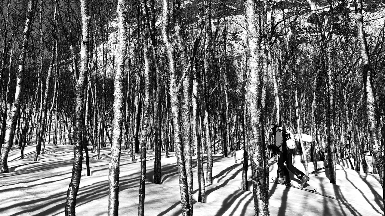 SVART TREBELTE: Bjørka slipper Nanna forbi ved foten av Storfjellet (1089 moh). En time senere konstateres #dnf. Foto: Esben A. Nilssen SVART TREBELTE: Bjørka slipper Nanna forbi ved foten av Storfjellet (1089 moh). En time senere konstateres #dnf. Foto: Esben A. Nilssen