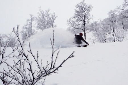SJEF: Festivalsjef Brynjar Åmot viser hvem som bestemmer over raulandsk snø. Foto: Magnus Utkilen SJEF: Festivalsjef Brynjar Åmot viser hvem som bestemmer over raulandsk snø. Foto: Magnus Utkilen