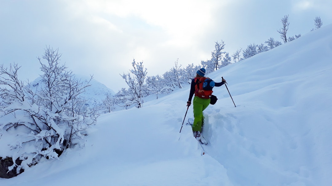 Jølster skisenter randonee topptur alpin ski snowboard skistar guide freeride
