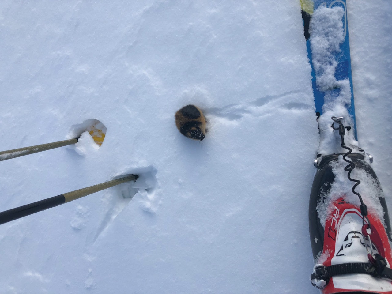 Hissig liten lemen som vil fortelle noe viktig. Hissig liten lemen som vil fortelle noe viktig.