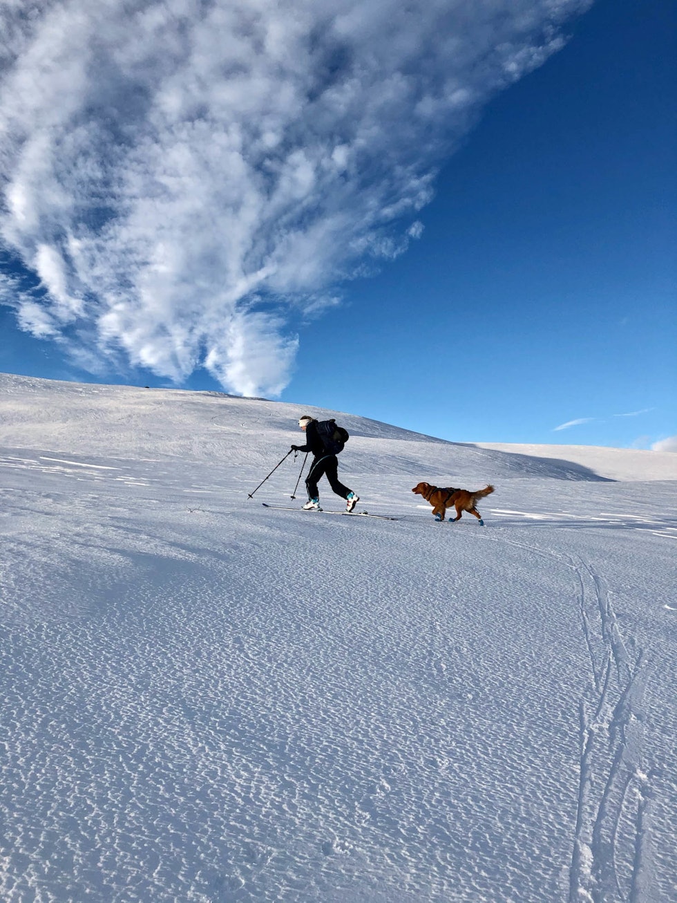 På tur fra Geilo og innover i Skarveheimen. Louie sin første tur på randonée. Bildet er av Cecilie Hagerup Birkelid. Bildet er tatt fredag kl 16.39. Skarveheimen