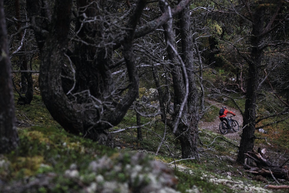 LITT AV ALT: Fra Formokampen til E6 varierer underlaget fra bare stein til bare kongler. Espen Kristiansen treffer noe midt i mellom. Foto: Hans Petter Hval Rondane stisykling Formokampen