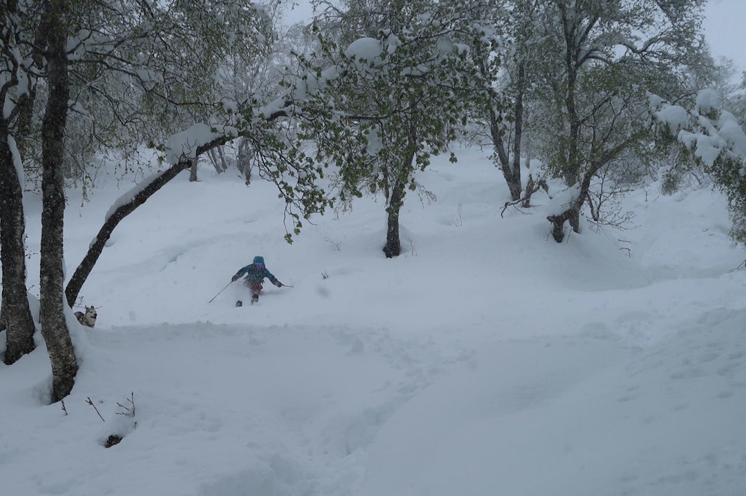 Vårpudder i Øksendalen! Foto: Bård Smestad Vårpudder i Øksendalen! Foto: Bård Smestad