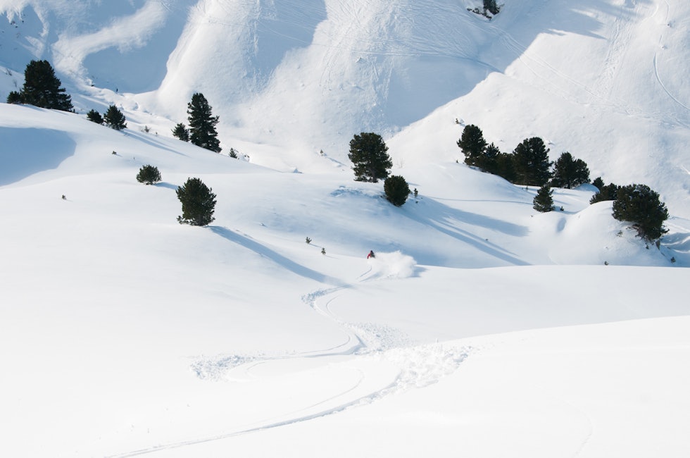 9_Trygve,-pow-i-skogen 9_Trygve,-pow-i-skogen