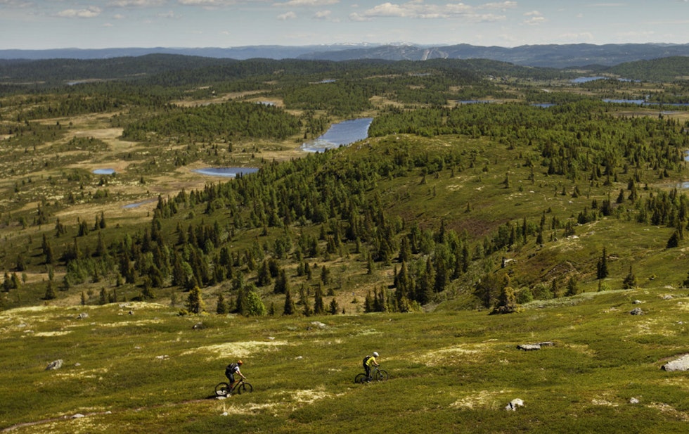 DUVENDE LANDSKAP: Ove Grøndal venter i lyngen på Frank Jonny Brenno og Morten Nilsen på vei ned fra Dyna i Hallingdal. Foto: Kristoffer Kippernes Dyna Hallingdal