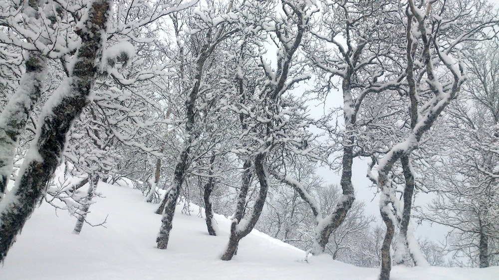 BJØRKESKOG: Slik kan bjørkeskogen se ut i en god skisesong på Raulandsfjell. Foto: Erlend Sande BJØRKESKOG: Slik kan bjørkeskogen se ut i en god skisesong på Raulandsfjell. Foto: Erlend Sande