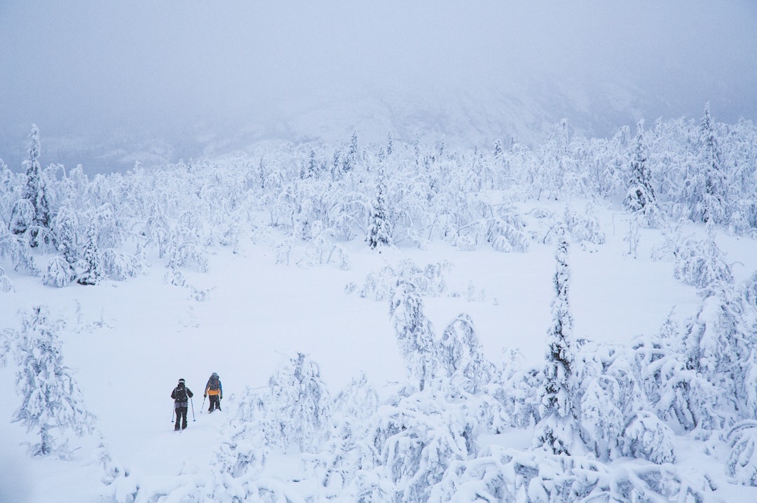 SPORFINNER: Elias Kvarekvål og Ole-Kristian Strøm kjenner på den eksklusive følelsen usporet snø fører med seg og staker seg i vei til Hemsedals skoger.