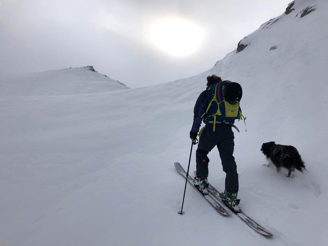 Rutsjewiggo. Wiggo ble norgeskjent etter å ha rutsja utfor Austabotnatindrenna, men er fortsatt like glad i være med Petter på tur. Foto: Audun Holmøy Røhrt Rutsjewiggo. Wiggo ble norgeskjent etter å ha rutsja utfor Austabotnatindrenna, men er fortsatt like glad i være med Petter på tur. Foto: Audun Holmøy Røhrt