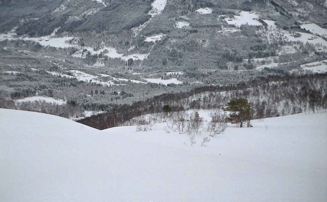 GRANDIS: Glissen skog med masse morsomt terreng, lett tilgjengelig fra heisen. Foto: John-Arne Løvold skog