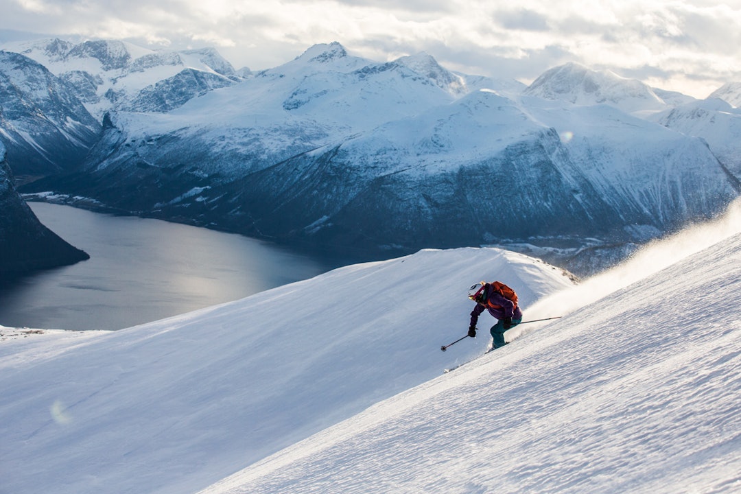 foto løve storm fausko foto løve storm fausko