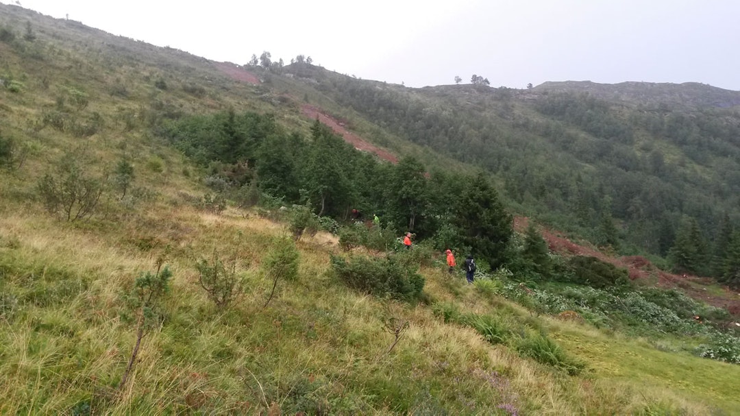 GLISSEN SKOG: Tynning av skog gir bedre skikjøring. Foto: Øystein Veum GLISSEN SKOG: Tynning av skog gir bedre skikjøring. Foto: Øystein Veum