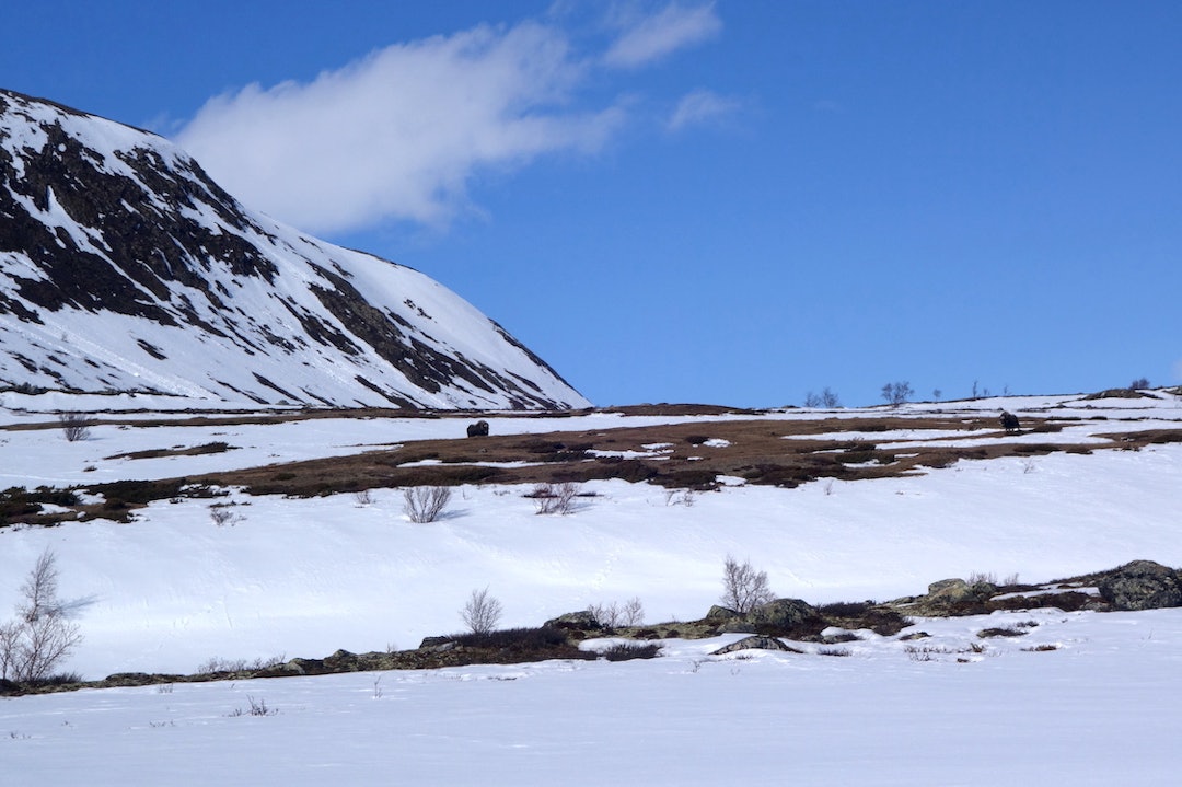 Moskus fotografert på trygg avstand noen kilometer vest for Grønbakken. Foto: Erlend Sande moskus Dovrefjell grønbakken