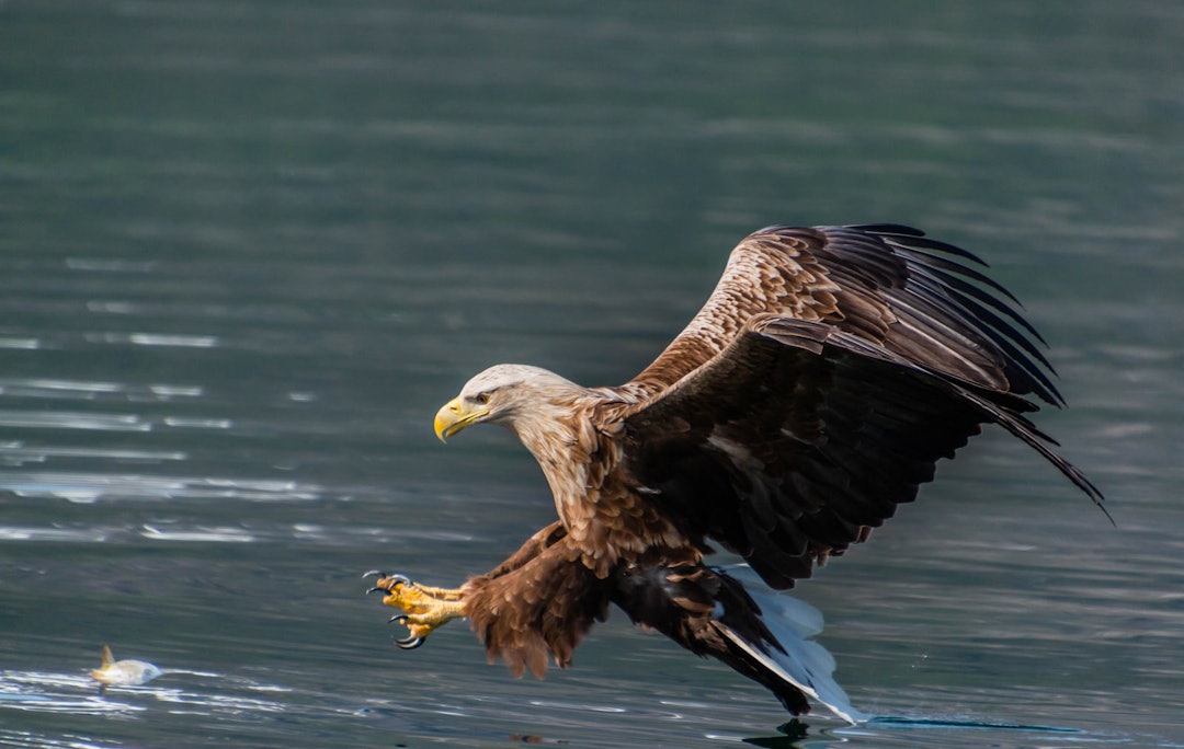 Havørna Foto: Trond Pettersen Snøtinden-Tjendsund-Foto-Trond-Pettersen