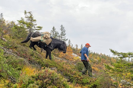 Dobbel rutine: Nordlandshesten Fyresguten og Asbjørn Larsen har til sammen opparbeida solid rutine i å ta seg fram med kløv i uveisomt terreng. Det kommer godt med på vei ut av Villmarki. Elgjakt med hest, bruke hest for å frakte ut elgkjøtt