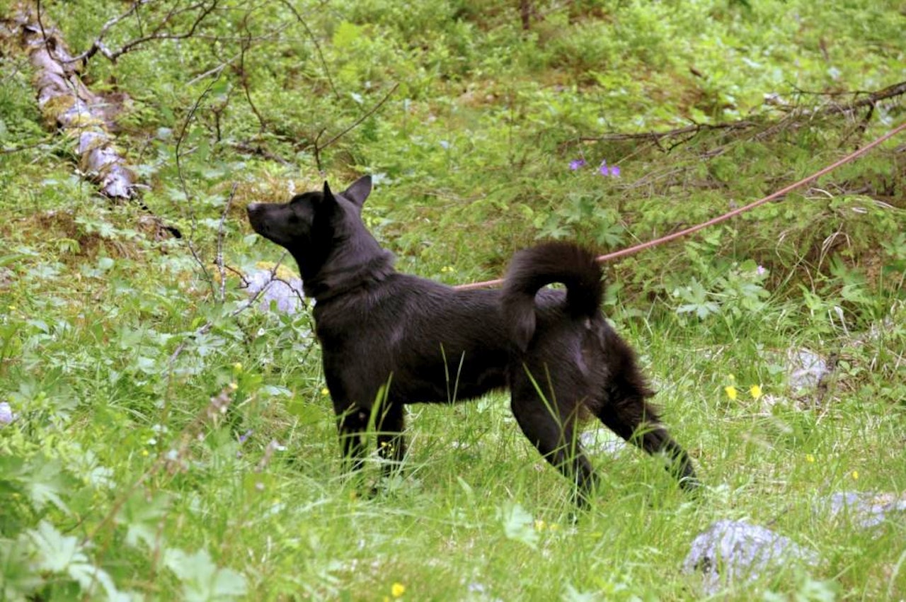 Skyldes ulv: Norsk elghund sort Kullskogens VT Embla med overvær i skogen. Oppdretter Arnfinn Kullerud er overbevist om at økte ulveproblemer på Østlandet er noe av forklaringen på økt popularitet for bandhunder generelt og norsk elghund sort spesielt.