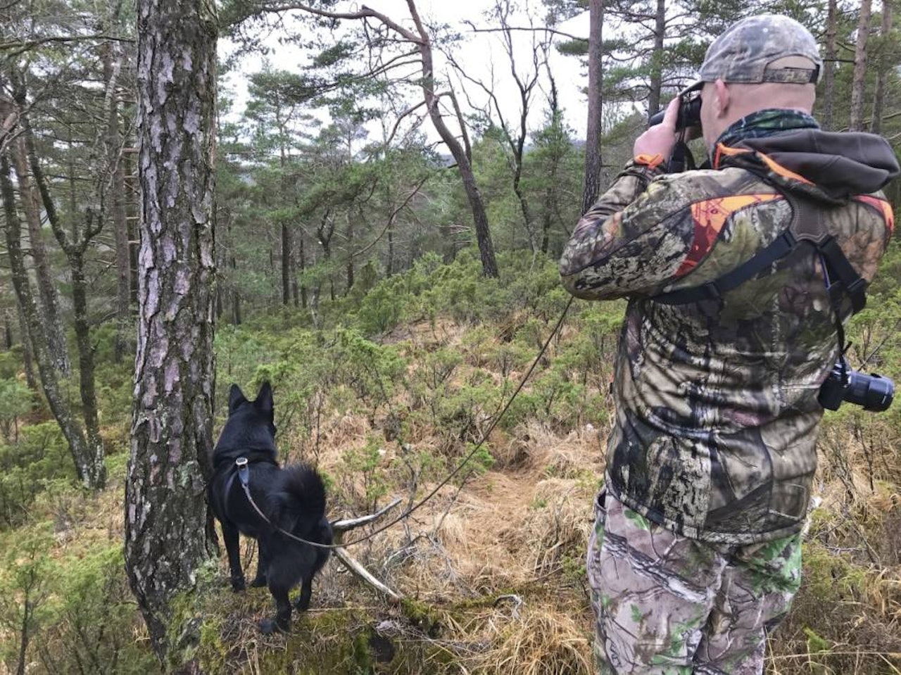 Innjaging av svarthund, bandhund elgjakt, norsk elghund sort