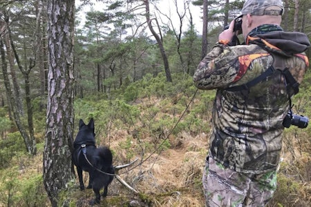 Samarbeid: Bandhundjakt handler i stor grad om at hund og hundefører skal jobbe godt sammen. Innjaging av svarthund, bandhund elgjakt, norsk elghund sort