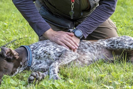 Disco-dog: Hjertekompresjon gis ved å legge hunden på høyre side og trykke ned litt høyere og lengre bak enn hjertet. Bruk samme takt som på folk, altså Bee Gees Stayin’ Alive. Førstehjelp til hund, redde livet til skadet hund, jakthund helse, hund helse