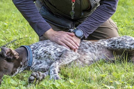 Førstehjelp til hund, redde livet til skadet hund, jakthund helse, hund helse