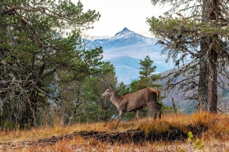 Raske valg: En hjort farer gjennom fjellskogen. Det er vanskelig å bedømme størrelse, men klarer jegeren å se at kolla har kort ungdyrhode? bestemme dyr, hjortejakt, artskontroll, skille ung og gammel hjortekolle