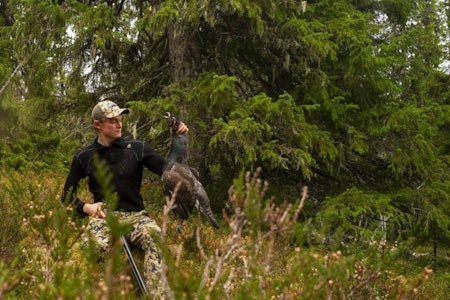 Illustrativt: Dette bildet viser med all tydelighet at verken gresset eller lyngen er grønnere på den andre siden av svenskegrensa. Skogsfugljakt i Sverige
