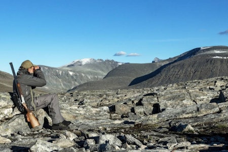 Grå jeger, grå ur: Reinjeger midt  i Snøhetta-området. Sjølve Snøhetta sees midt i bildet. Felling av skadet villrein, overta skada dyr.