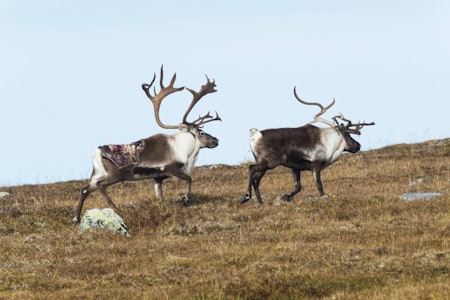 Villreinbukk i brunst, skadet villreinbukk, flådd bukk